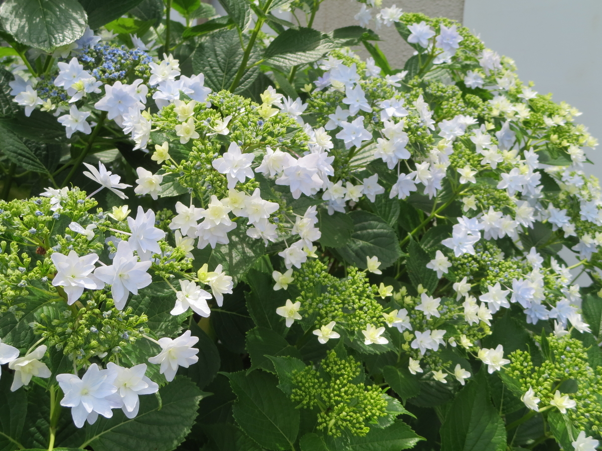 f:id:byHARU:20200523194700j:plain f:id:byHARU:20200523194700j:plain