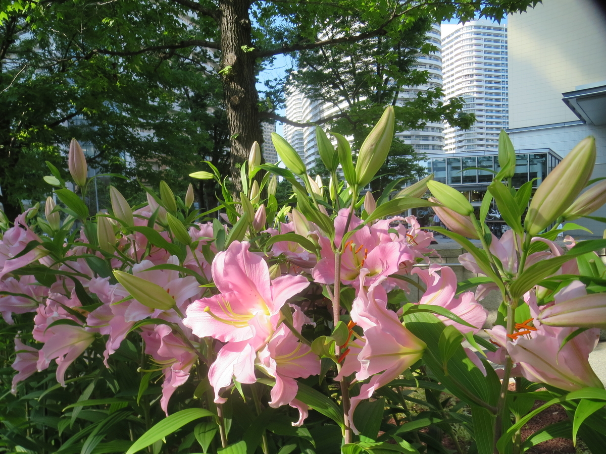 f:id:byHARU:20200606125006j:plain f:id:byHARU:20200606125006j:plain
