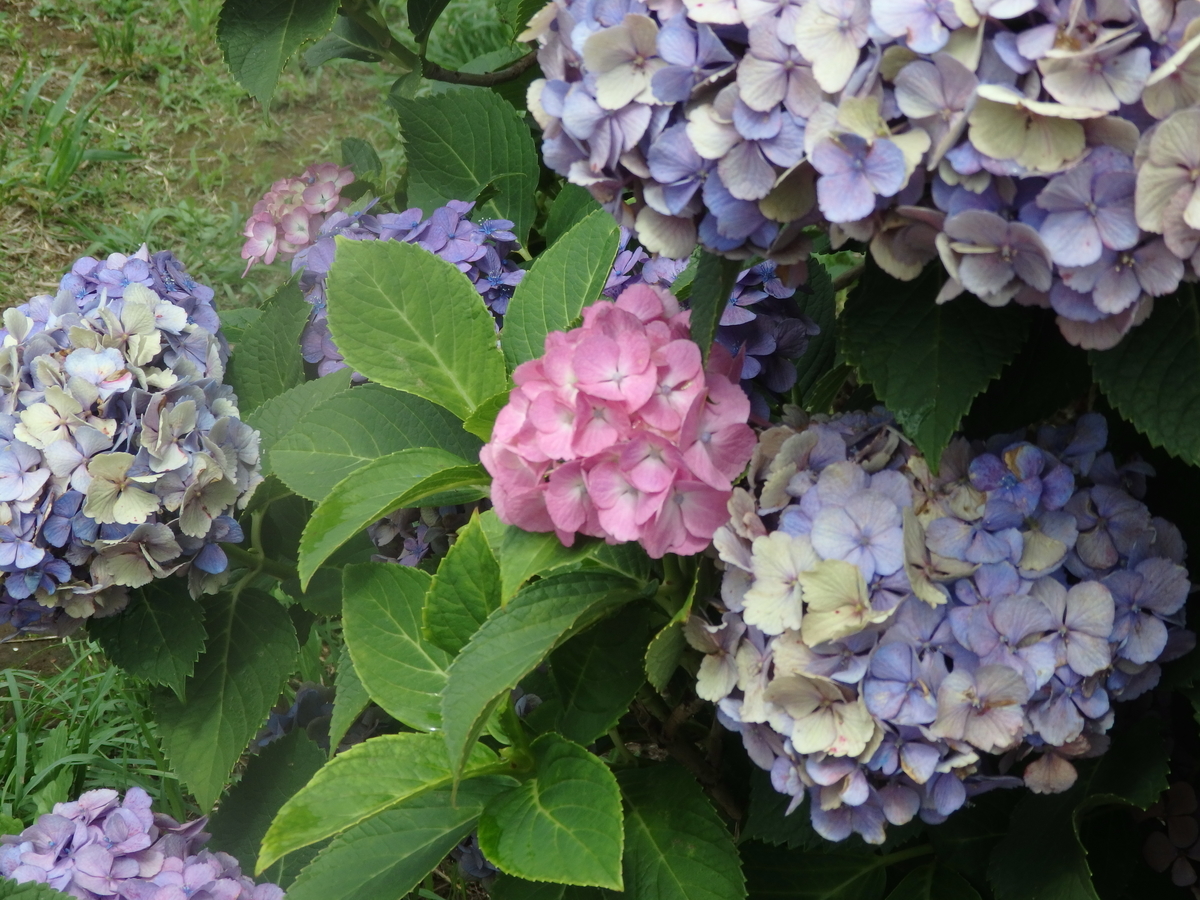 f:id:byHARU:20200613191049j:plain f:id:byHARU:20200613191049j:plain