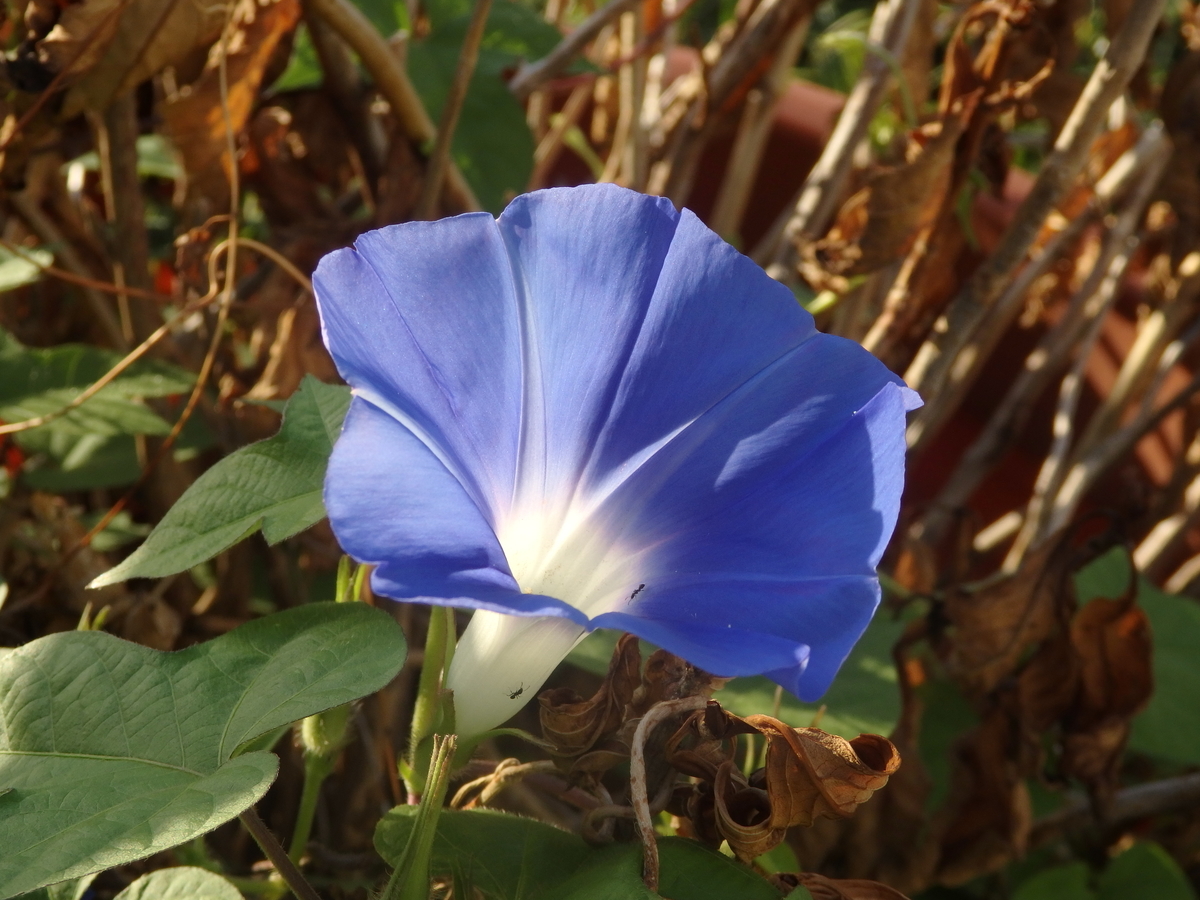 f:id:byHARU:20210829070525j:plain