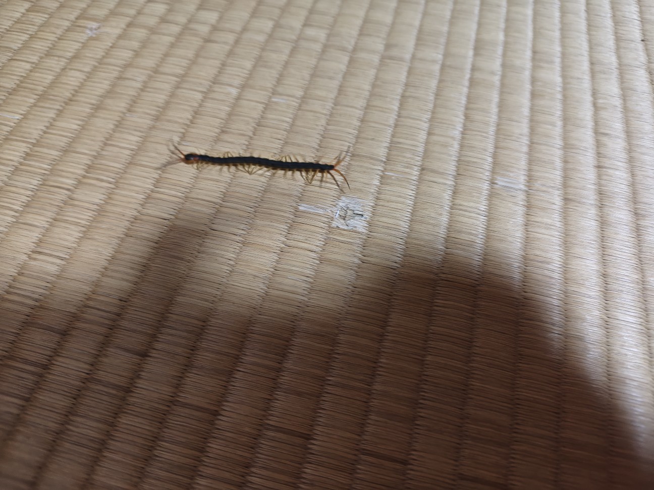 f:id:byakuren-an:20260628232138j:image