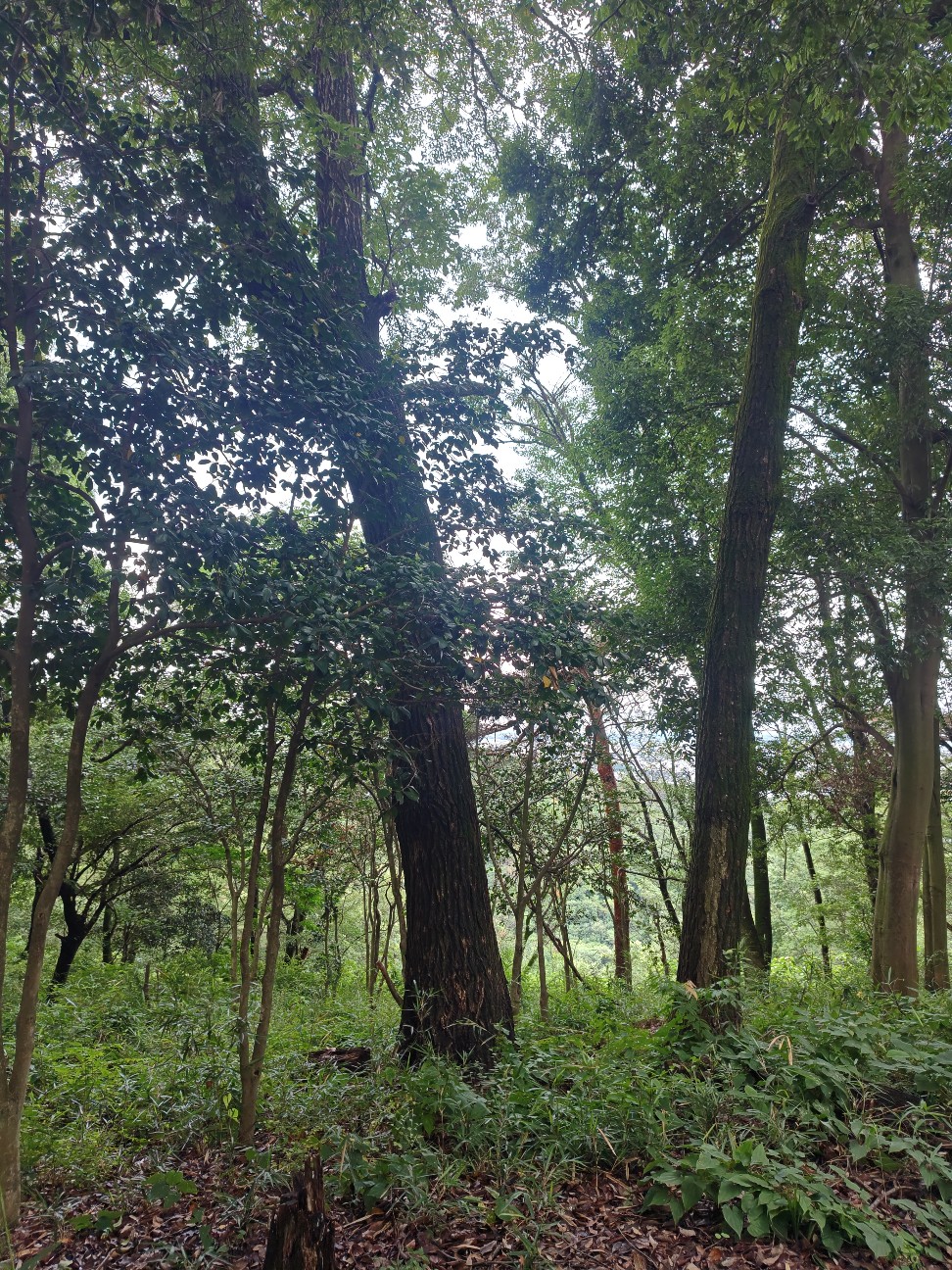 f:id:byakuren-an:20260705000143j:image