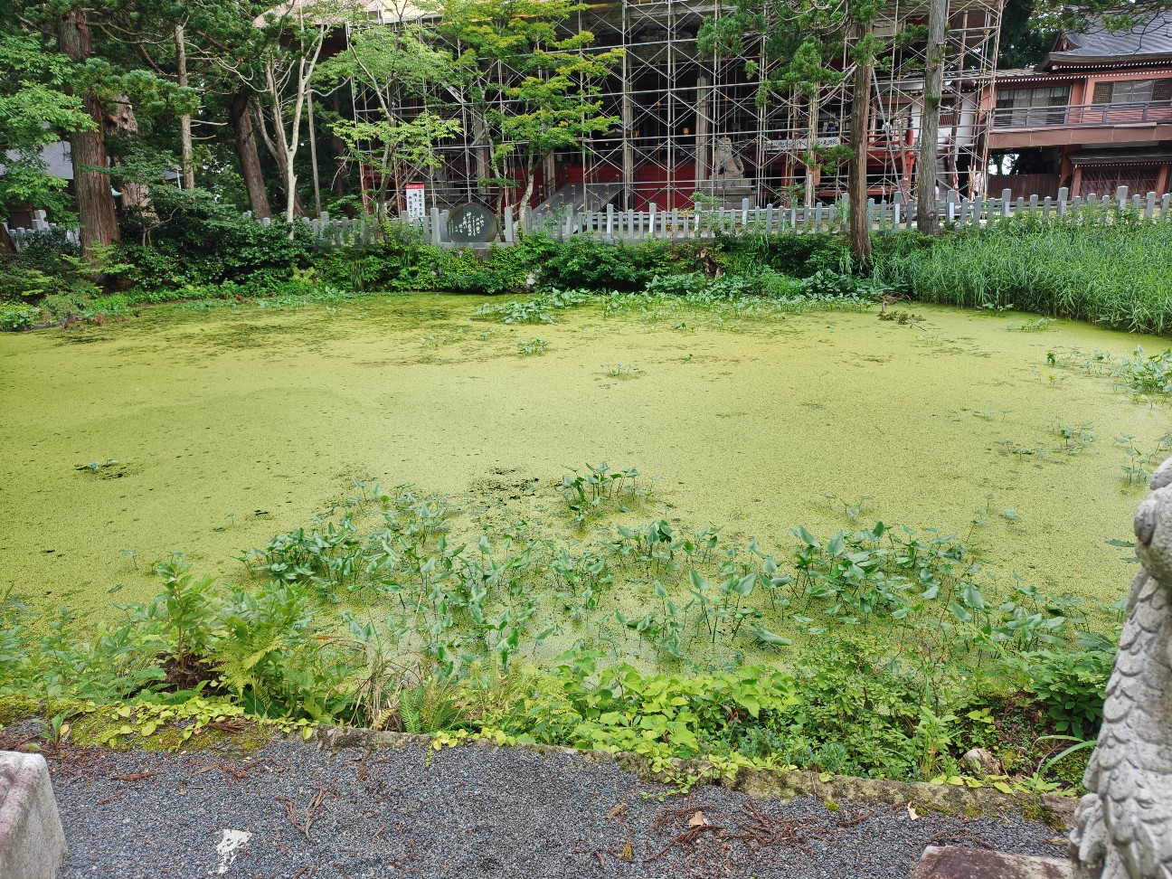 f:id:byakuren-an:20260810060331j:image