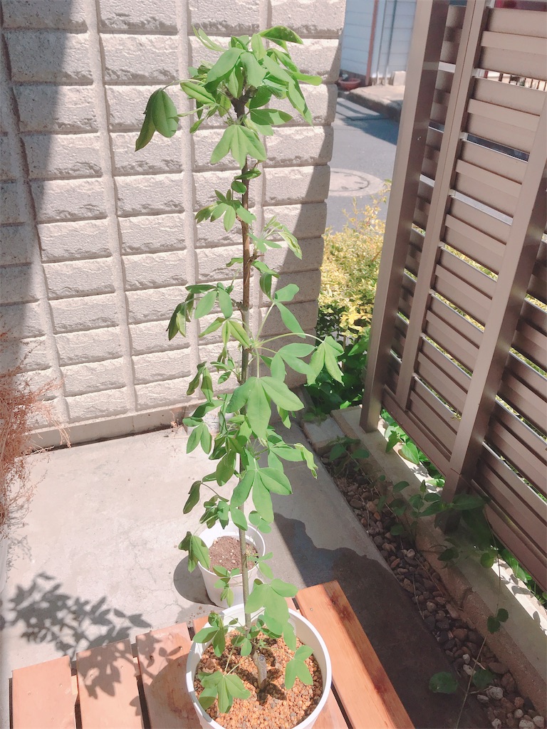 f:id:bybc_wcm:20190421015647j:image