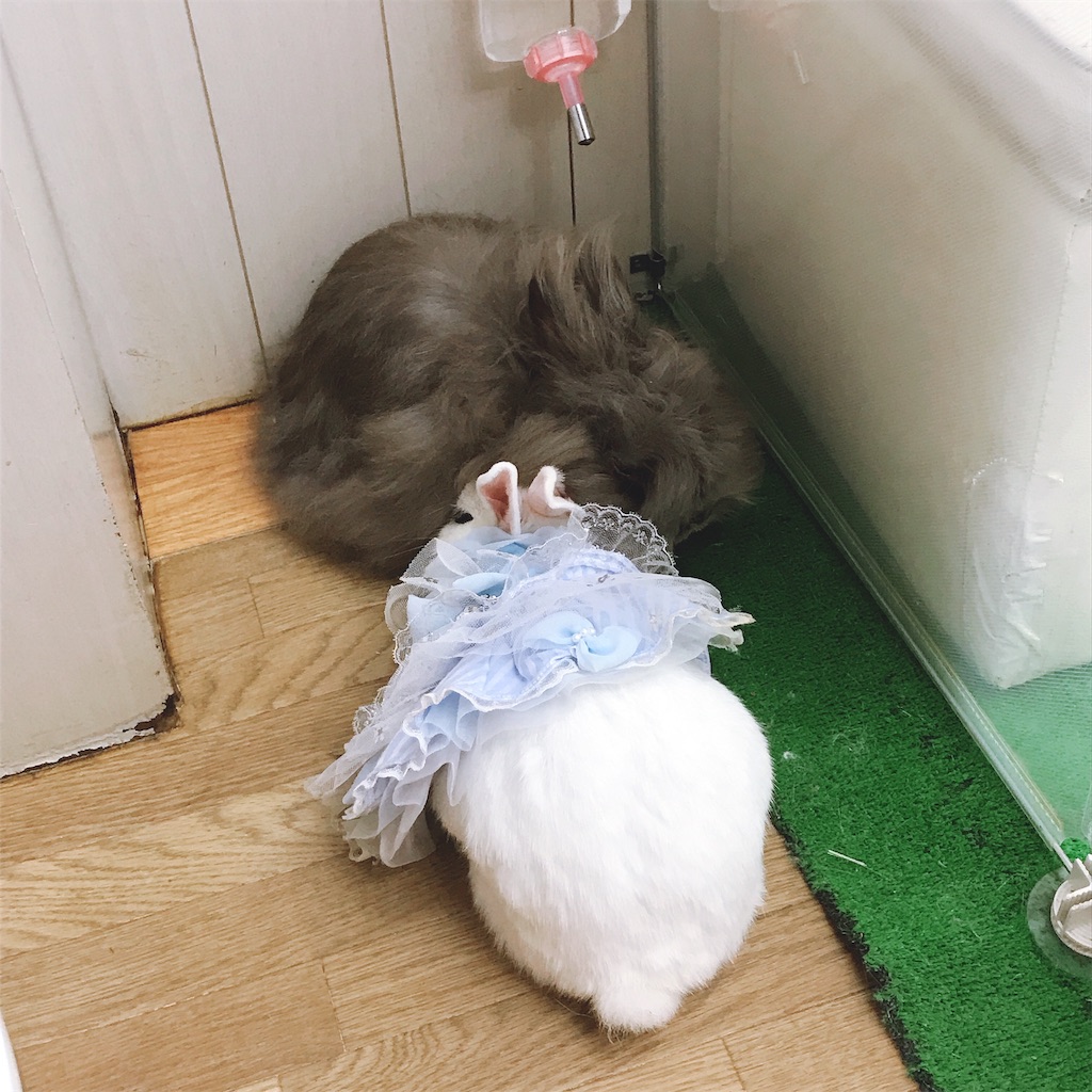 f:id:bybc_wcm:20191014235058j:image
