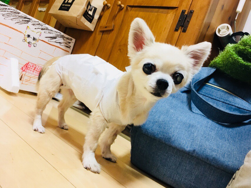 f:id:byebyeblue:20181106001707j:plain