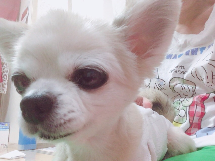 f:id:byebyeblue:20181106001709j:plain