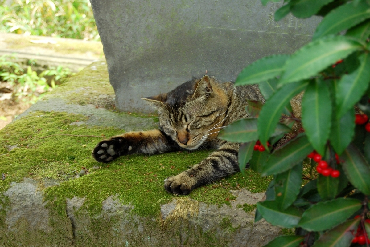 f:id:byebyeoniku:20200122235908j:plain f:id:byebyeoniku:20200122235908j:plain