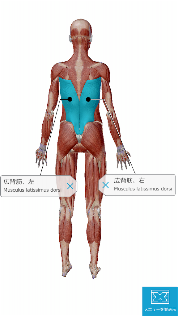 f:id:byebyeoniku:20200504045534p:plain f:id:byebyeoniku:20200504045534p:plain