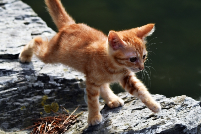 f:id:byebyeoniku:20200705010631j:plain f:id:byebyeoniku:20200705010631j:plain