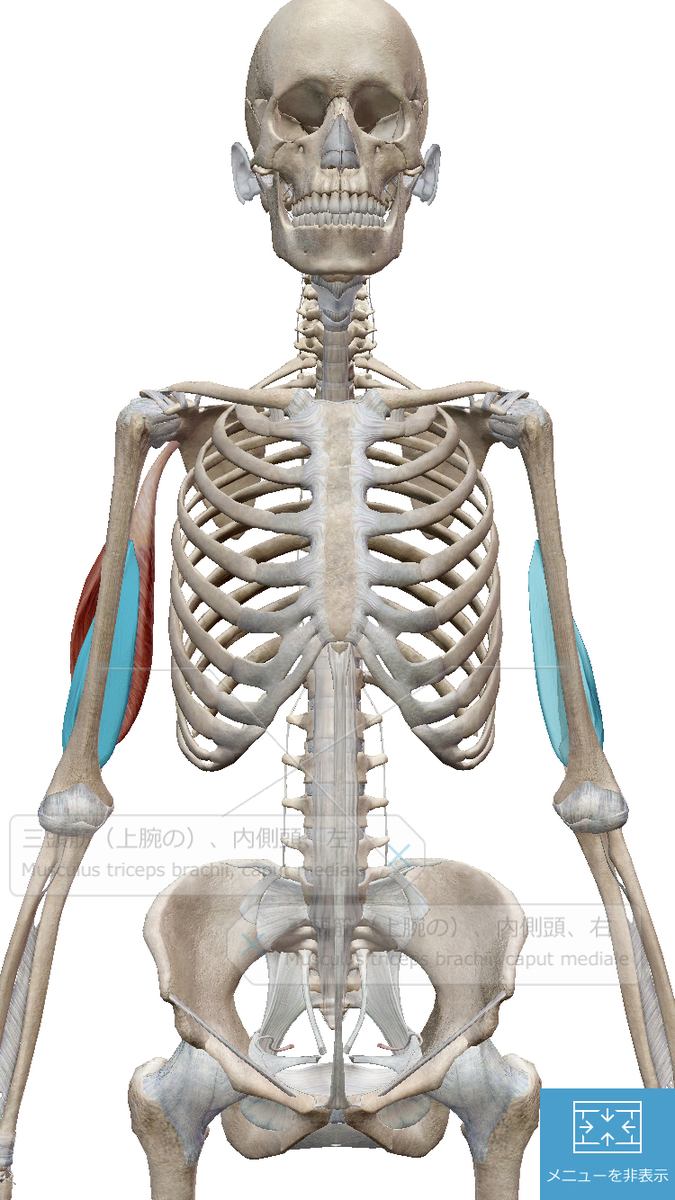 f:id:byebyeoniku:20200904060125j:plain f:id:byebyeoniku:20200904060125j:plain