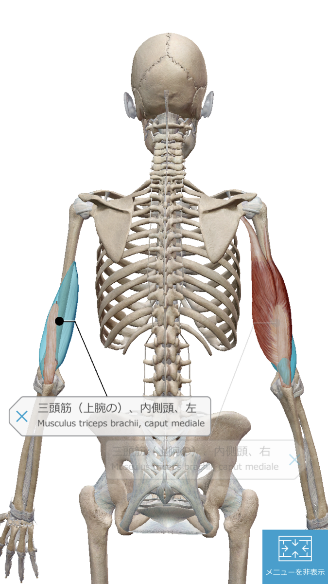 f:id:byebyeoniku:20200904060148p:plain f:id:byebyeoniku:20200904060148p:plain