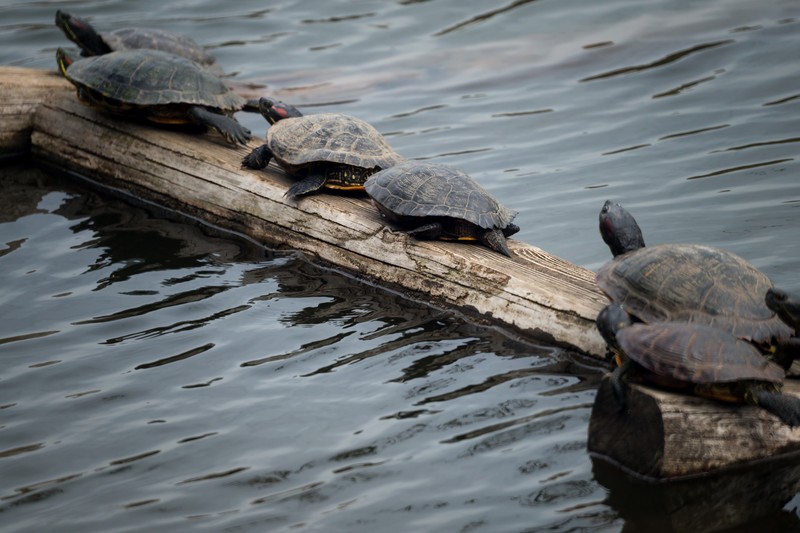 f:id:byebyeoniku:20200908213932j:plain