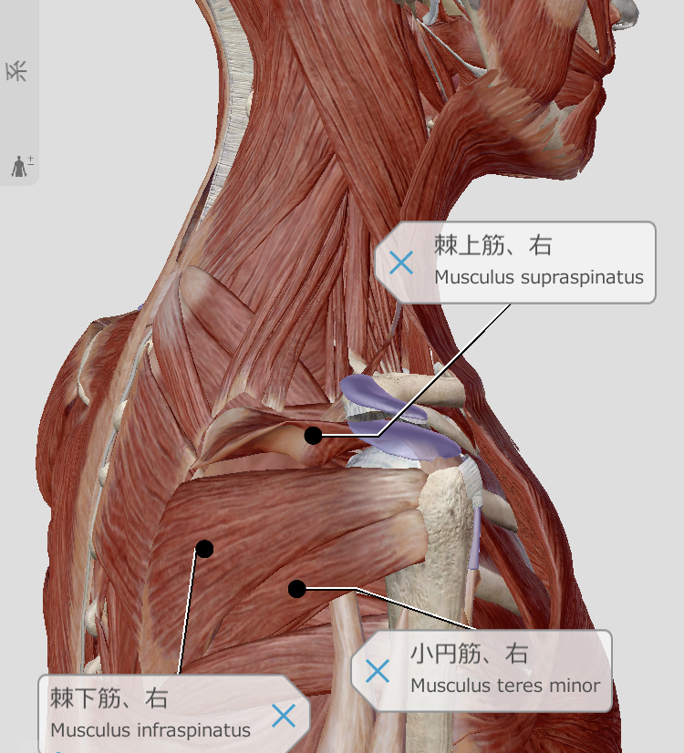 f:id:byebyeoniku:20201015225704j:plain