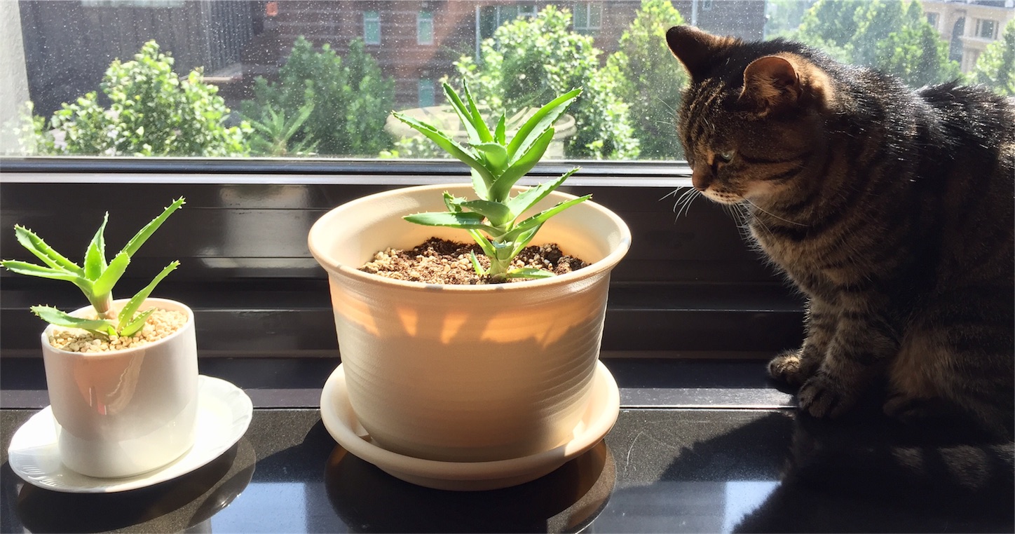 f:id:byronko:20170713164232j:image f:id:byronko:20170713164232j:image