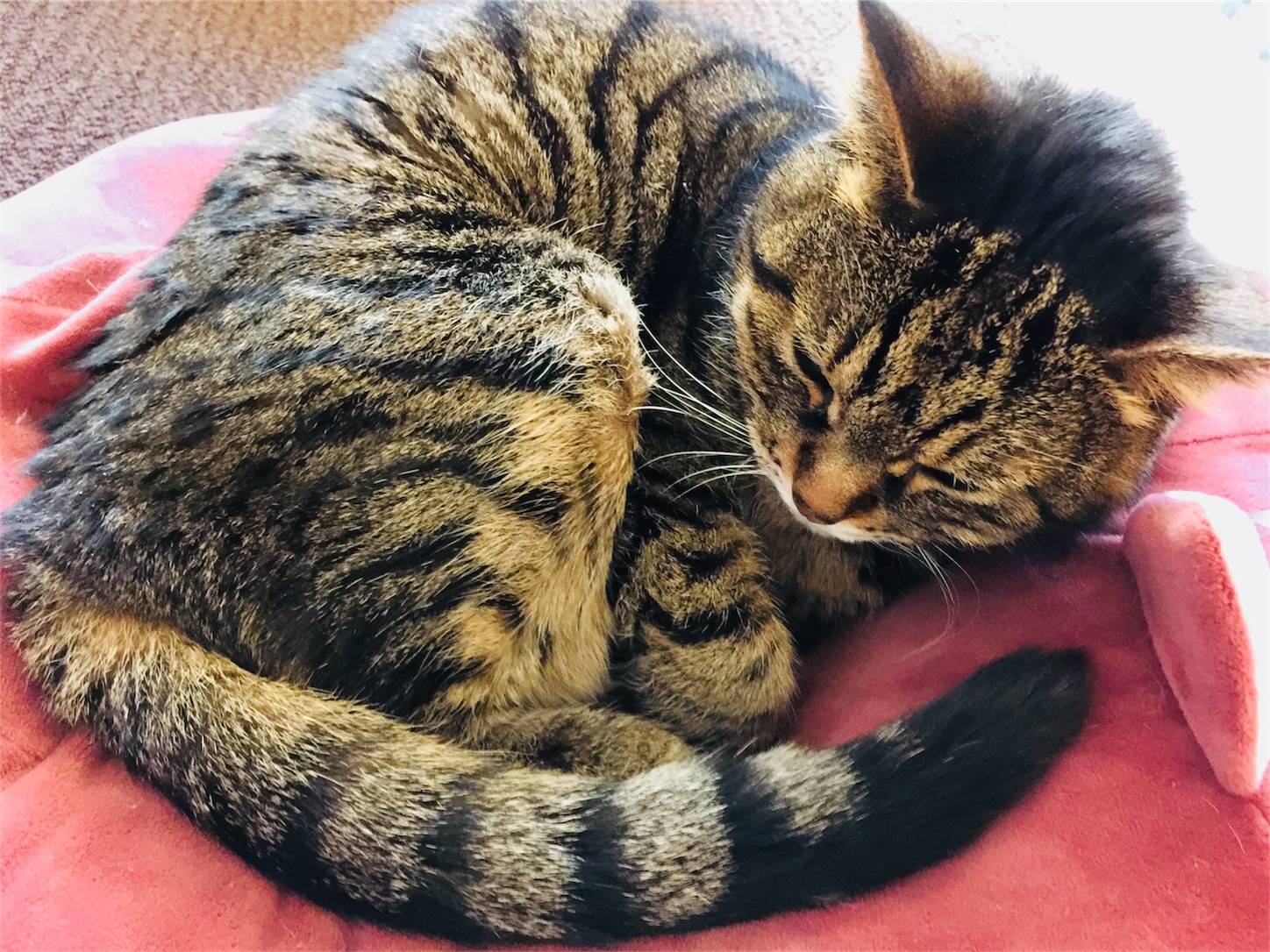 f:id:byronko:20171023201959j:image f:id:byronko:20171023201959j:image