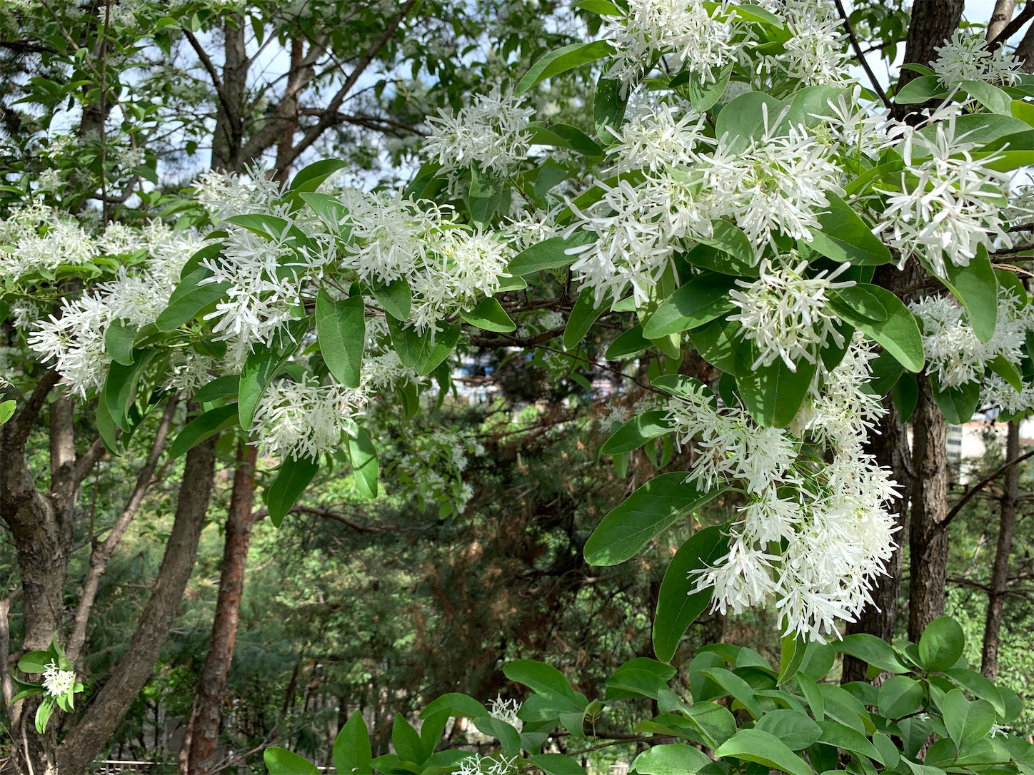 f:id:byronko:20200608120105j:image