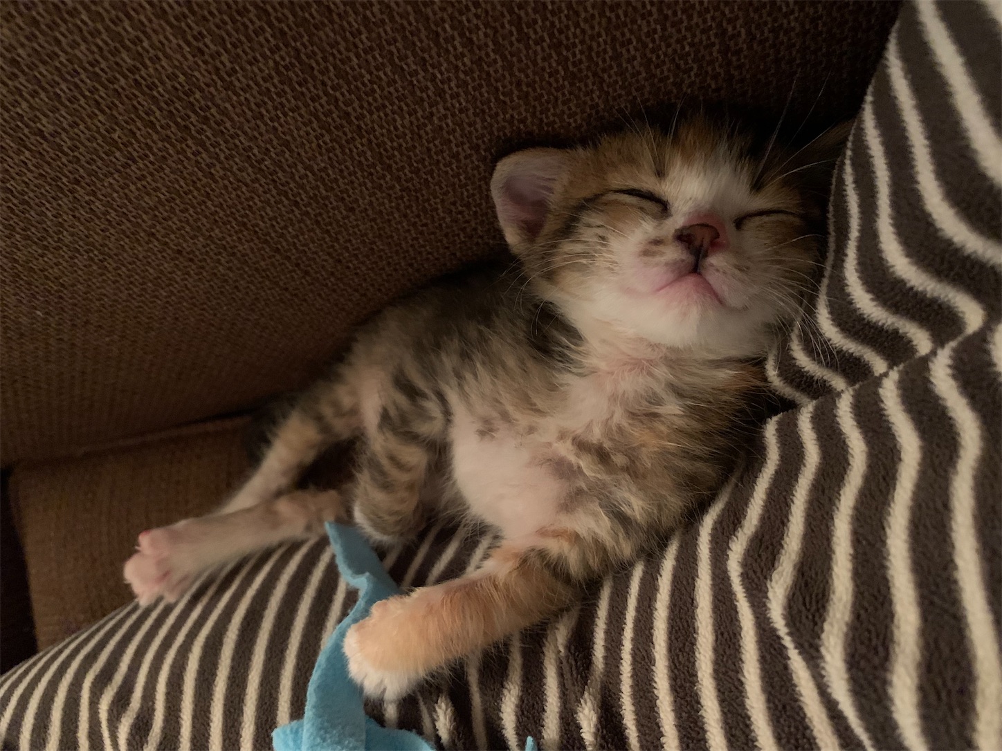 f:id:byronko:20210930080158j:plain