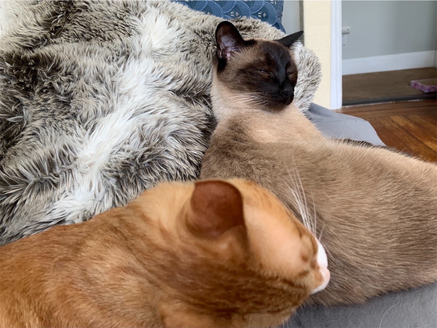 踏ん張り方を見習い中(茶トラ) 飼い主になると分かる！ 茶トラの見分け方と豆知識／茶トラの