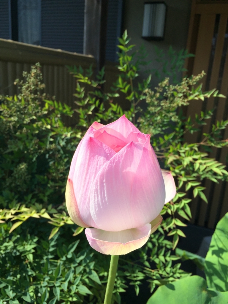 f:id:bytheseacare:20170721111843j:plain