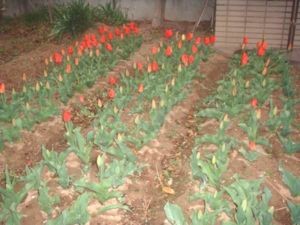 f:id:bzn-a:20060410190234j:image