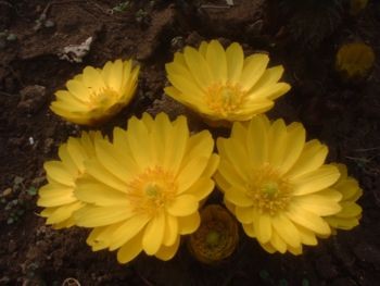 f:id:bzn-a:20070210200758j:image