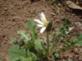 白花タンポポ