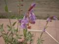 セージの花