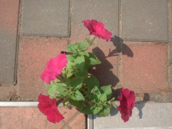 f:id:bzn-a:20070620221321j:image