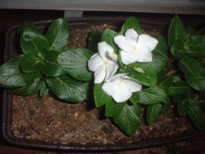 f:id:bzn-a:20070819220845j:image