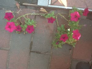 f:id:bzn-a:20070822230330j:image