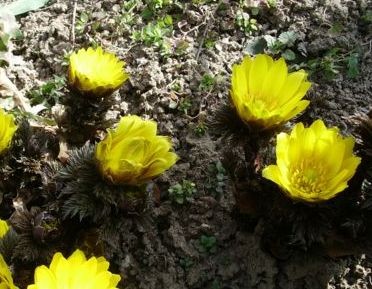 f:id:bzn-a:20080224230911j:image