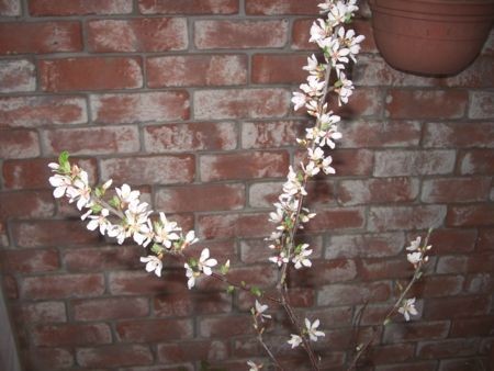 f:id:bzn-a:20080314212438j:image