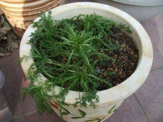f:id:bzn-a:20080319003556j:image