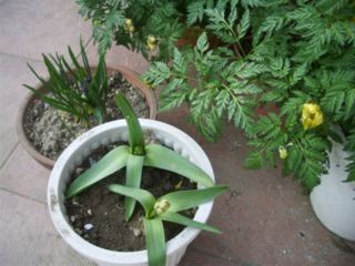 f:id:bzn-a:20080319003614j:image