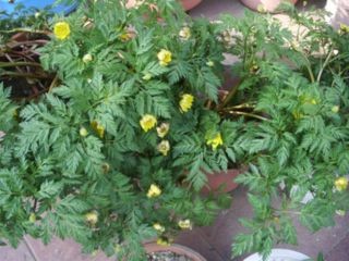 f:id:bzn-a:20080319003617j:image