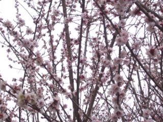 f:id:bzn-a:20080321210511j:image