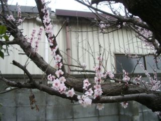 f:id:bzn-a:20080321210529j:image