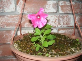 f:id:bzn-a:20080427225834j:image