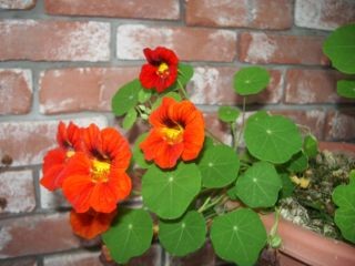 f:id:bzn-a:20080427225951j:image