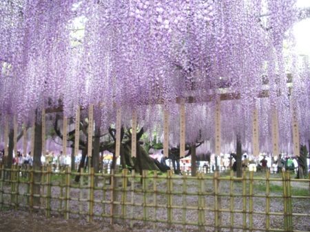 f:id:bzn-a:20080504212351j:image