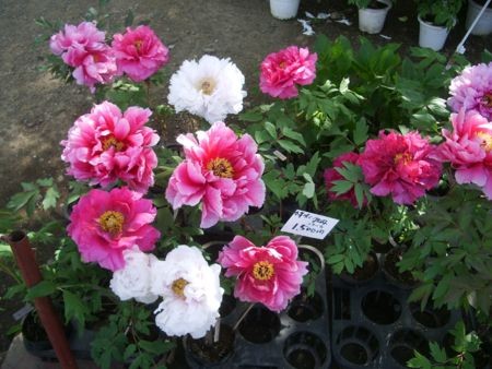 f:id:bzn-a:20080504214536j:image