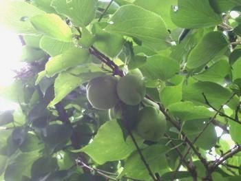 f:id:bzn-a:20080604214317j:image f:id:bzn-a:20080604214317j:image