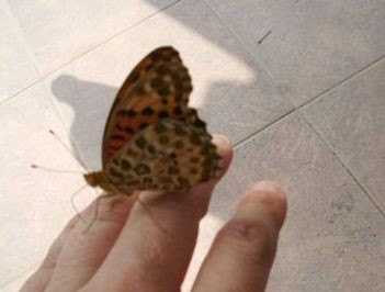 f:id:bzn-a:20080809230128j:image