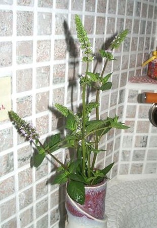 f:id:bzn-a:20080821231930j:image