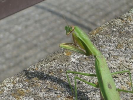 f:id:bzn-a:20081005215646j:image