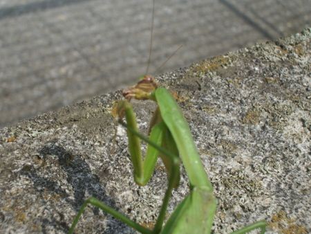 f:id:bzn-a:20081005215647j:image