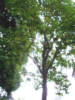 f:id:bzn-a:20081012002033j:image