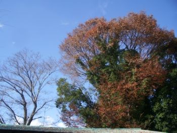 f:id:bzn-a:20081206213526j:image