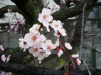 f:id:bzn-a:20090310221846j:image f:id:bzn-a:20090310221846j:image